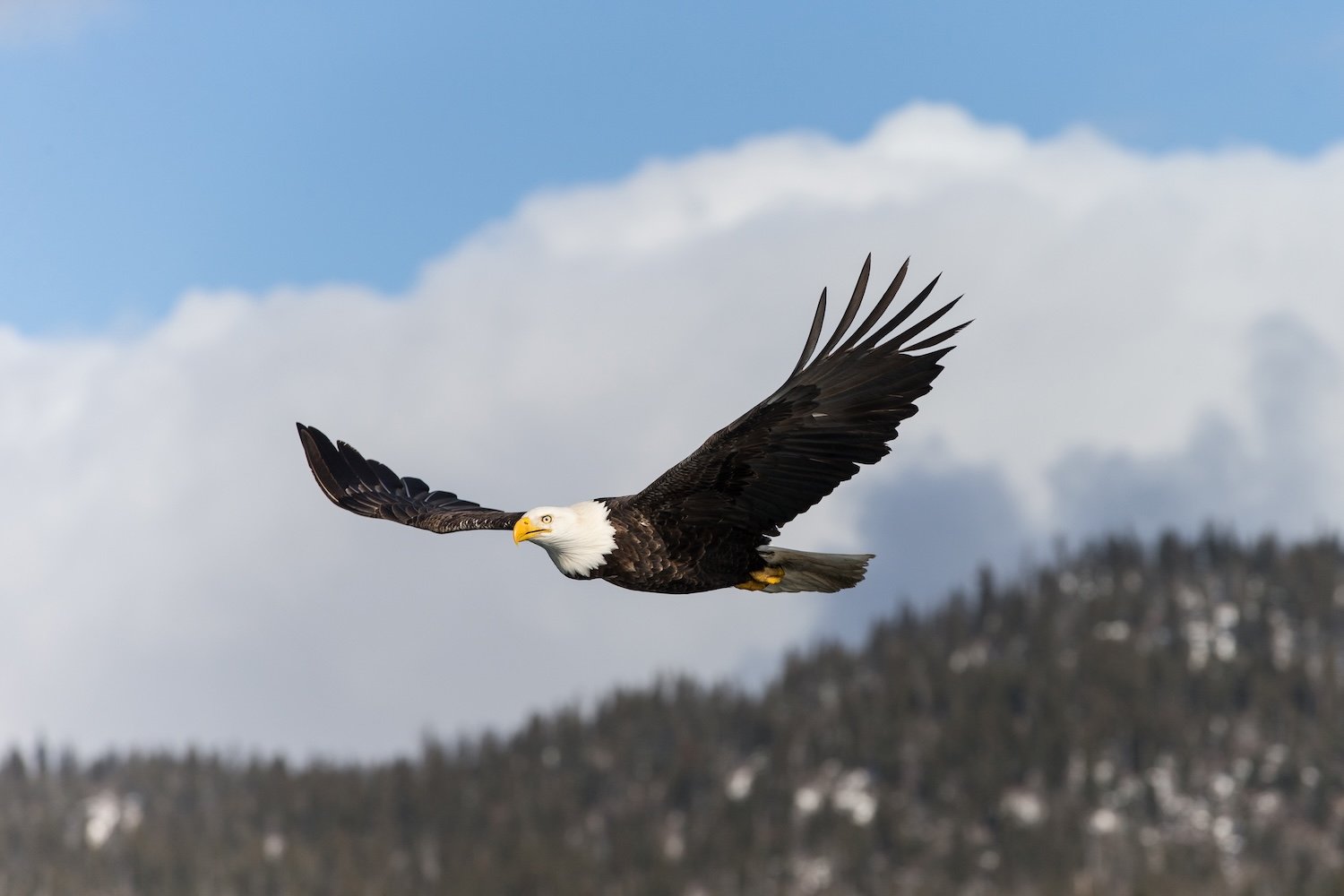 Bald Eagle flying in Gallatin Canyon.