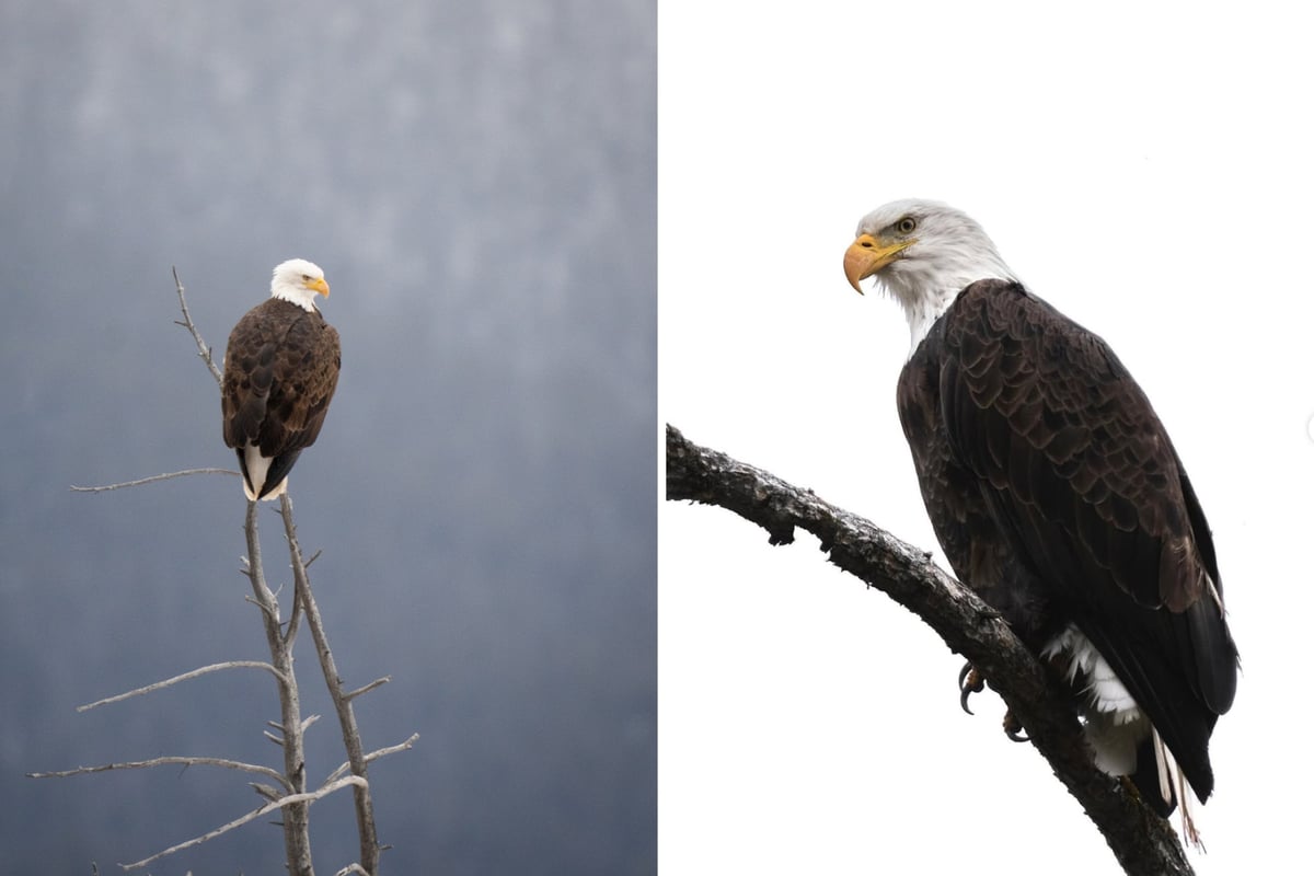 Bald Eagles in Yellowstone National Park