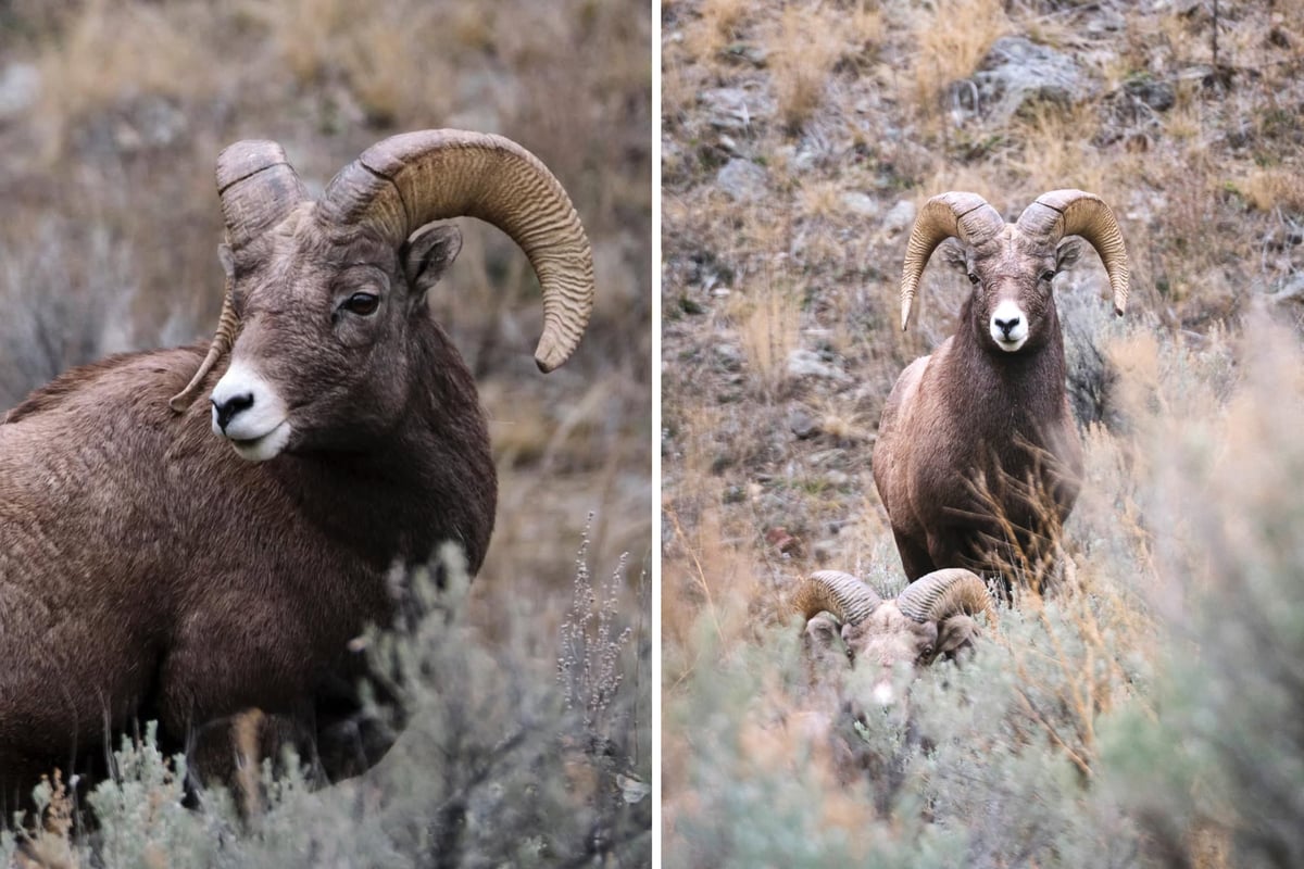 Three bighorn sheep in Yellowstone National Park