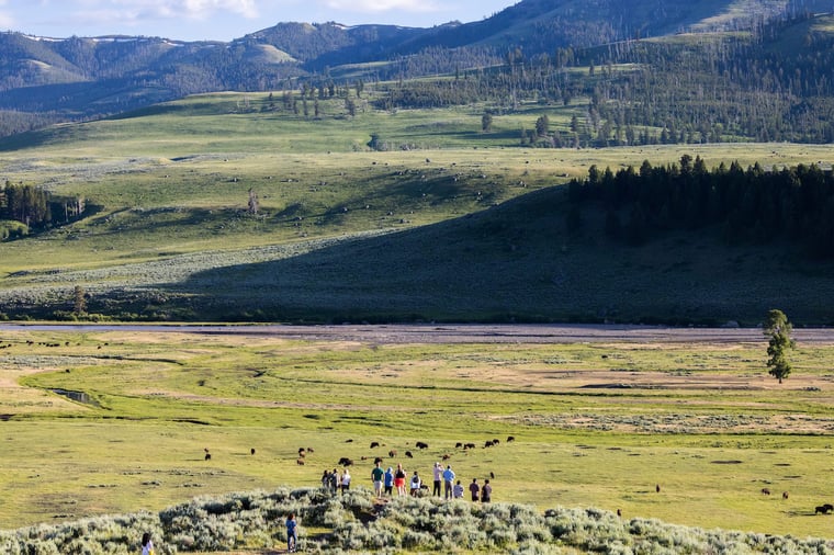 People watching bison grazing in a grassy meadow in Lamar Valley in Yellowstone National Park.