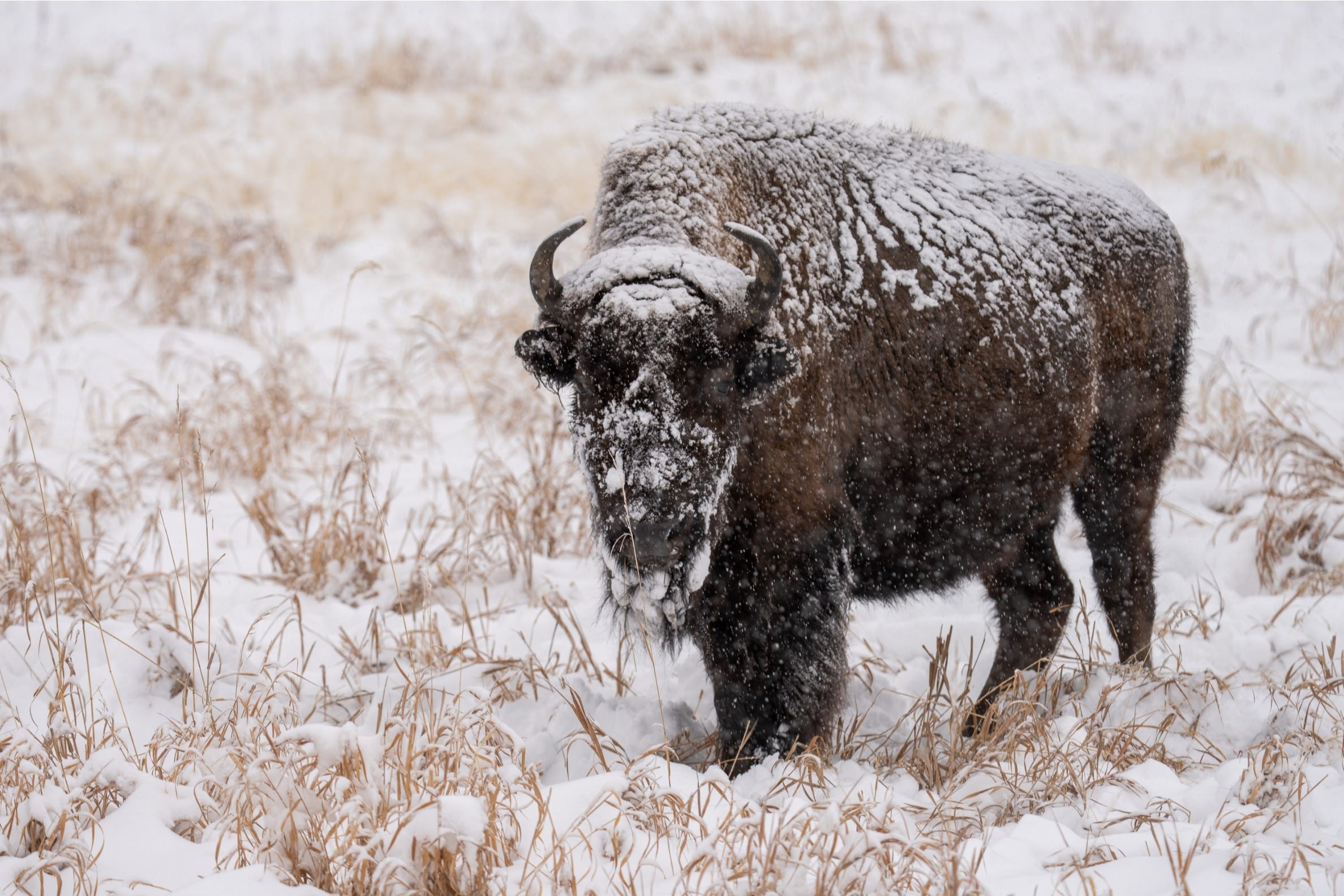 A snow-covered Bison in Yellowstone National Park in winter