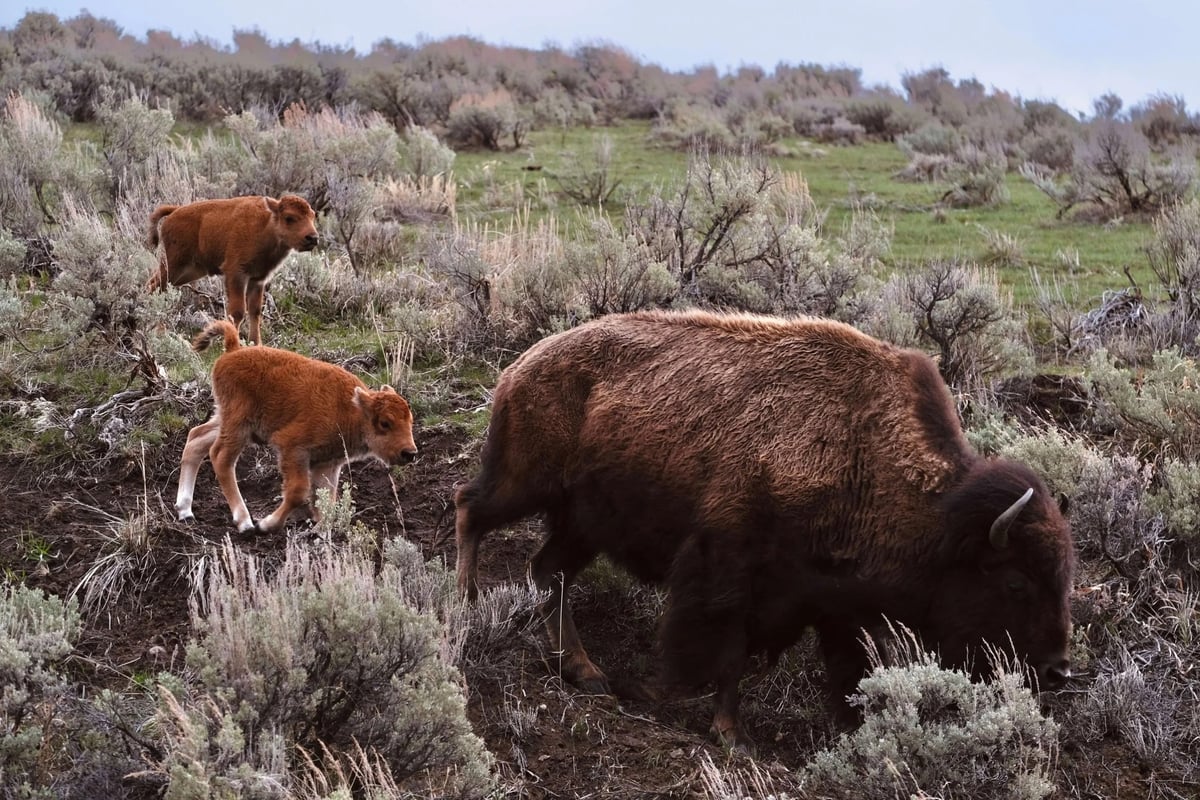 An adult bison with two baby bison in Yellowstone National Park