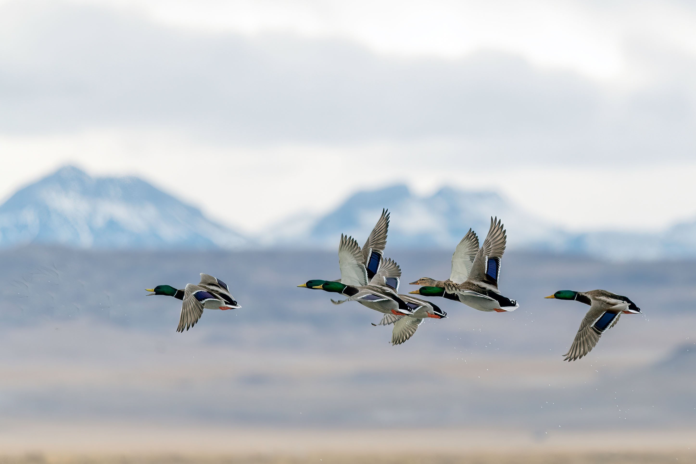 CVB_birding-bozeman-blog2
