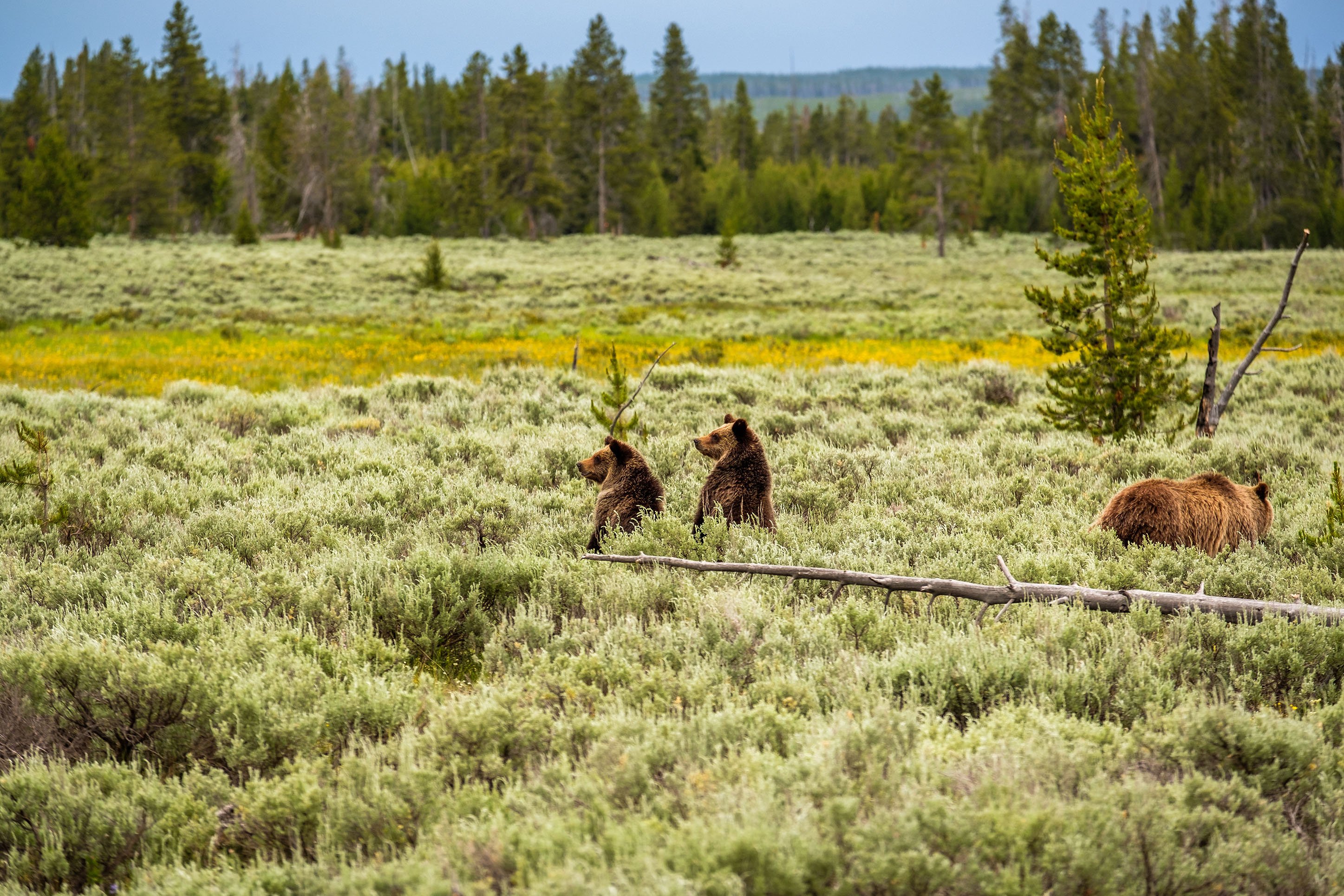 Grizzly bears in Yellowstone National Park