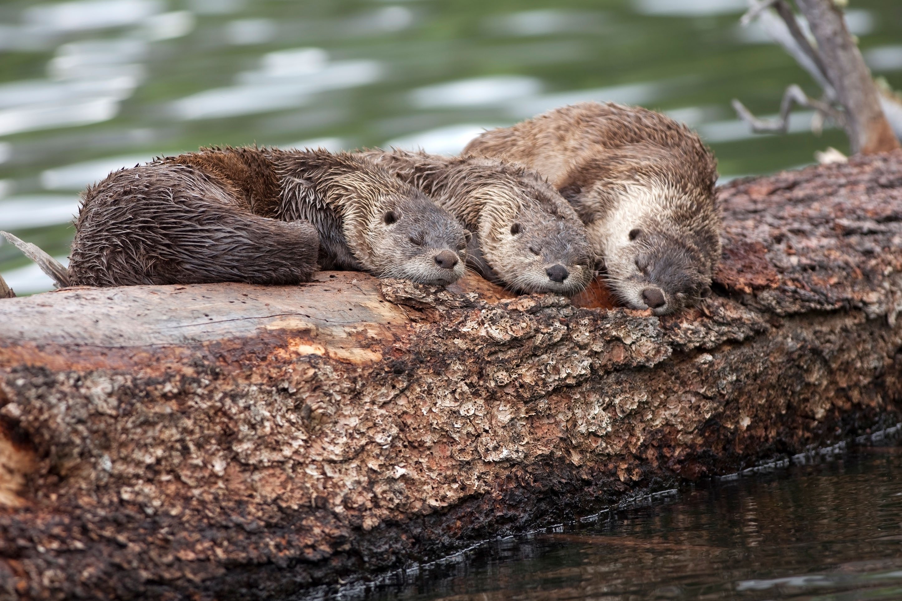 Three otters sleeping on a log in Yellowstone National Park