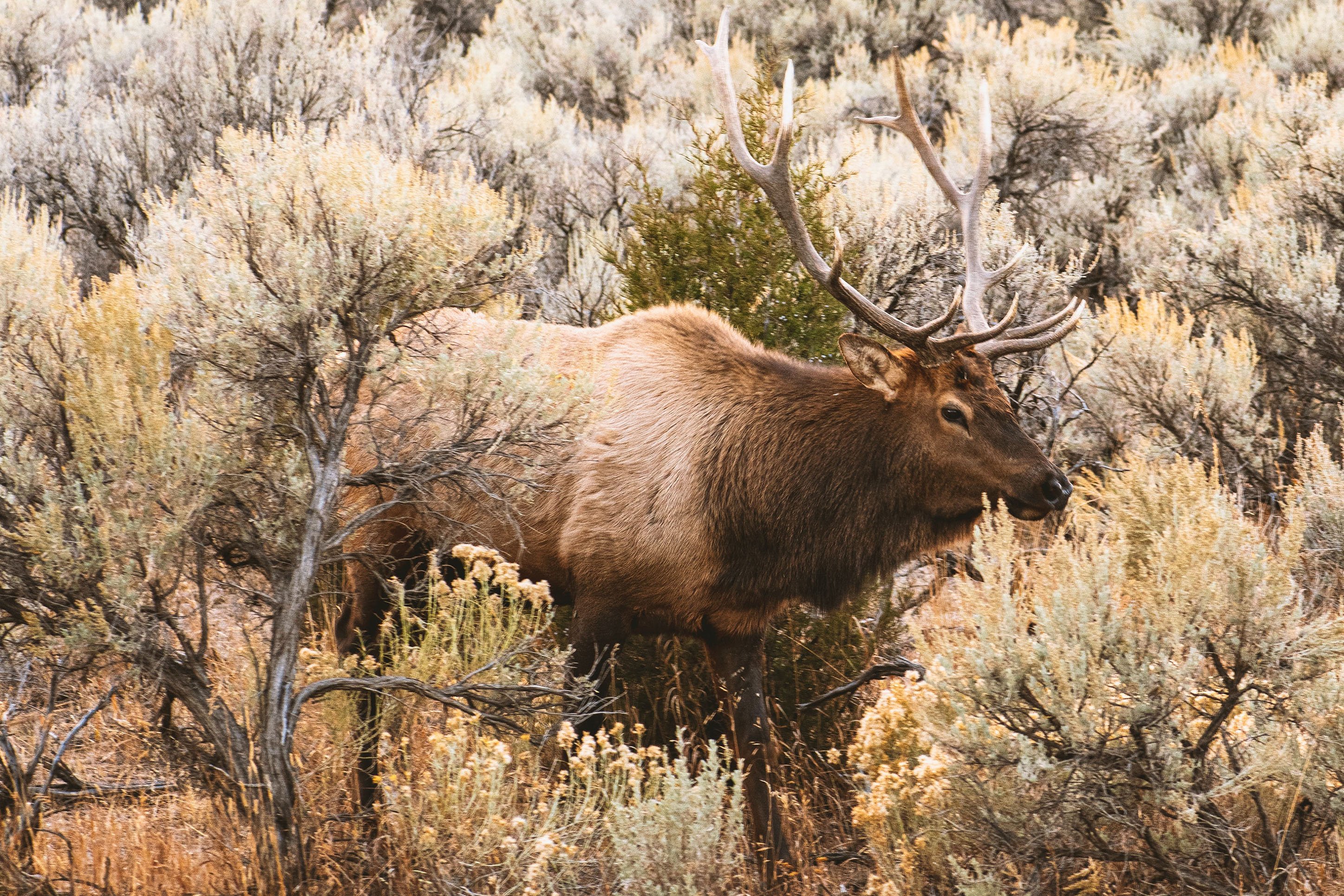 Male elk in Yellowstone National Park surrounded by sage bush