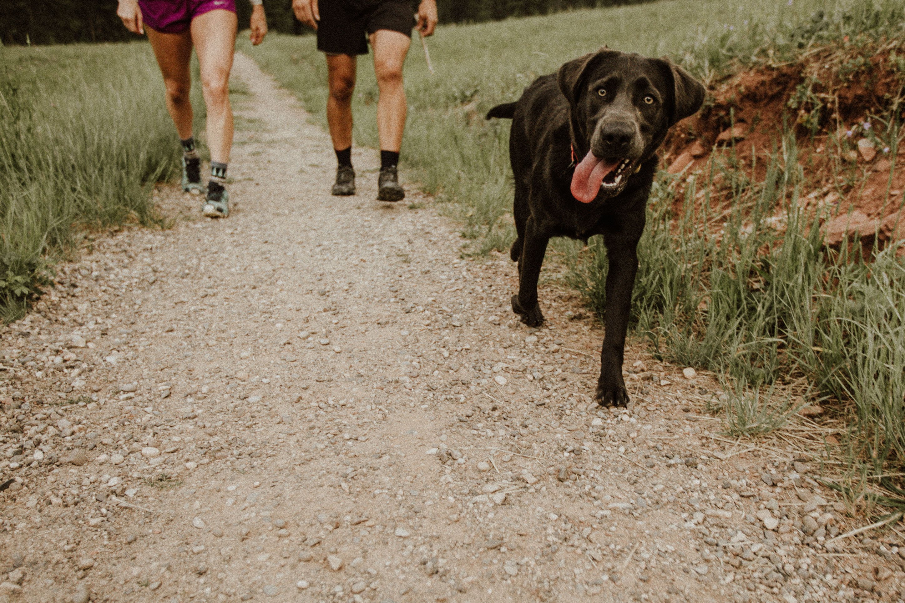 dog on a hike with owners