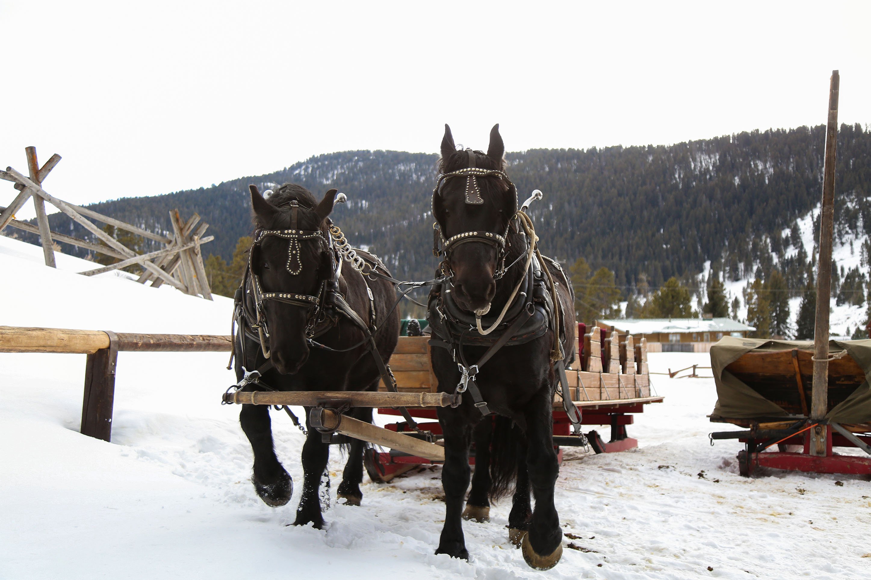 CVB_sleigh-rides-blog2