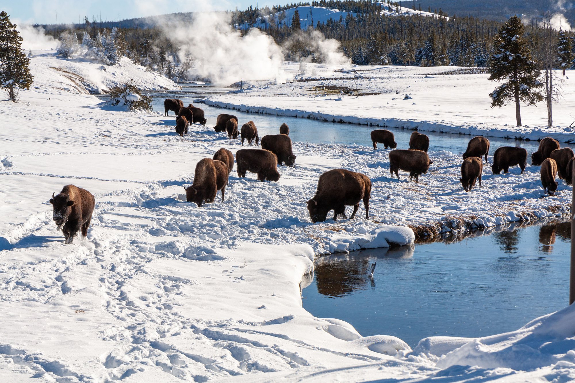 CVB_winter-activities-yellowstone-blog2