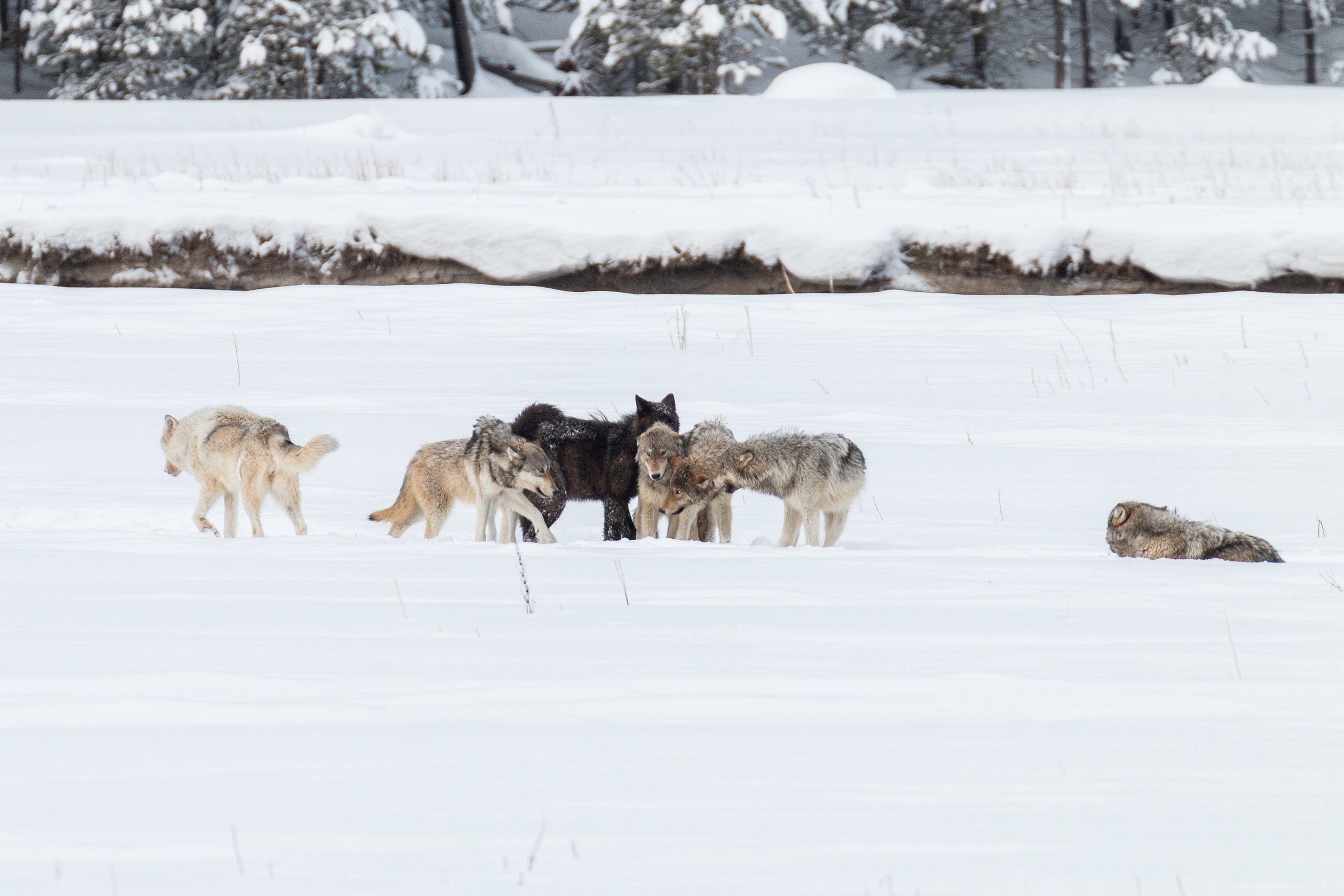CVB_winter-wolf-yellowstone-blog2