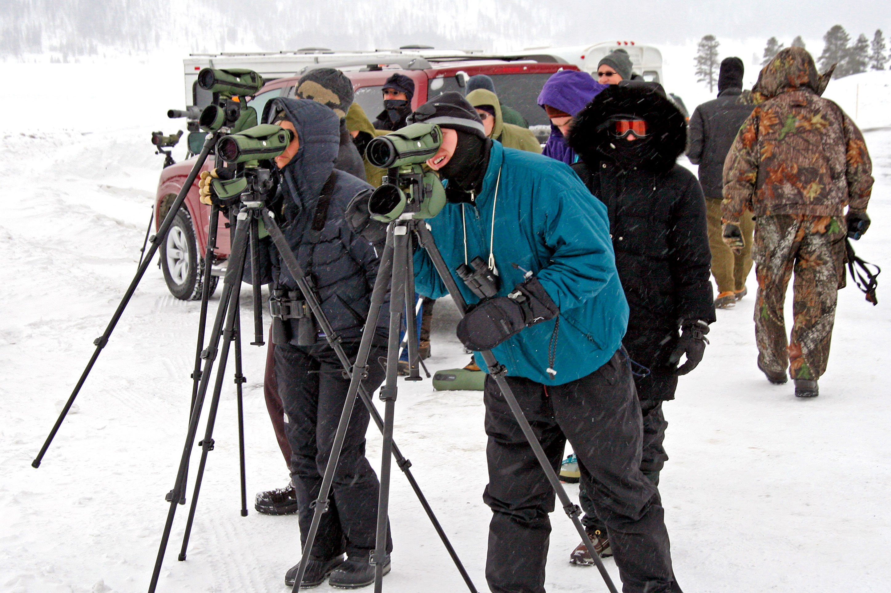 CVB_winter-wolf-yellowstone-blog3