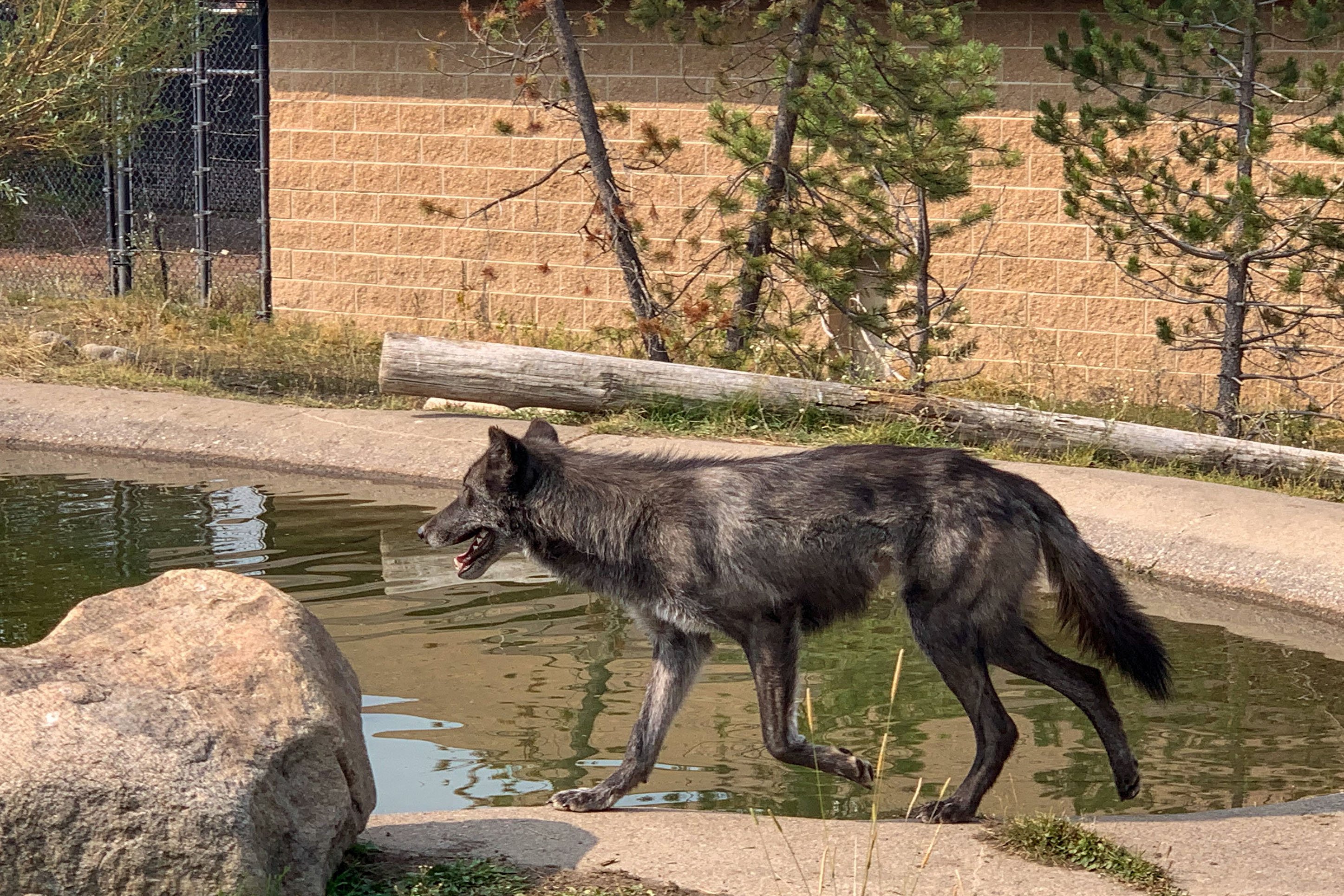 Wolf at the Grizzly and Wolf Discovery Center, West Yellowstone, Montana
