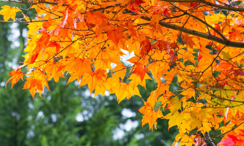 Fall Foliage Fall Foliage
