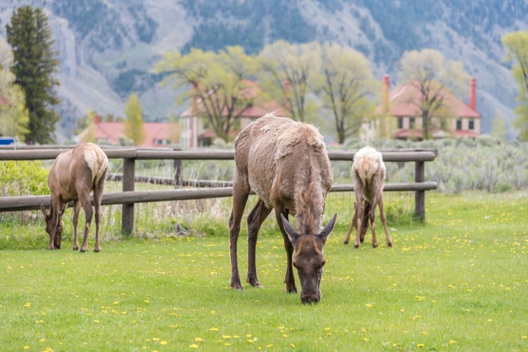 elk-yellowstone-camping.jpg