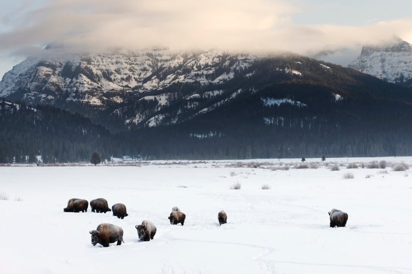 Yellowstone-in-the-winter