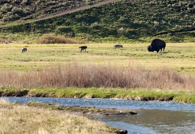 Three wolves and a bison in Yellowstone