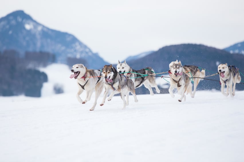 Dog Sledding in winter in Bozeman, Montana