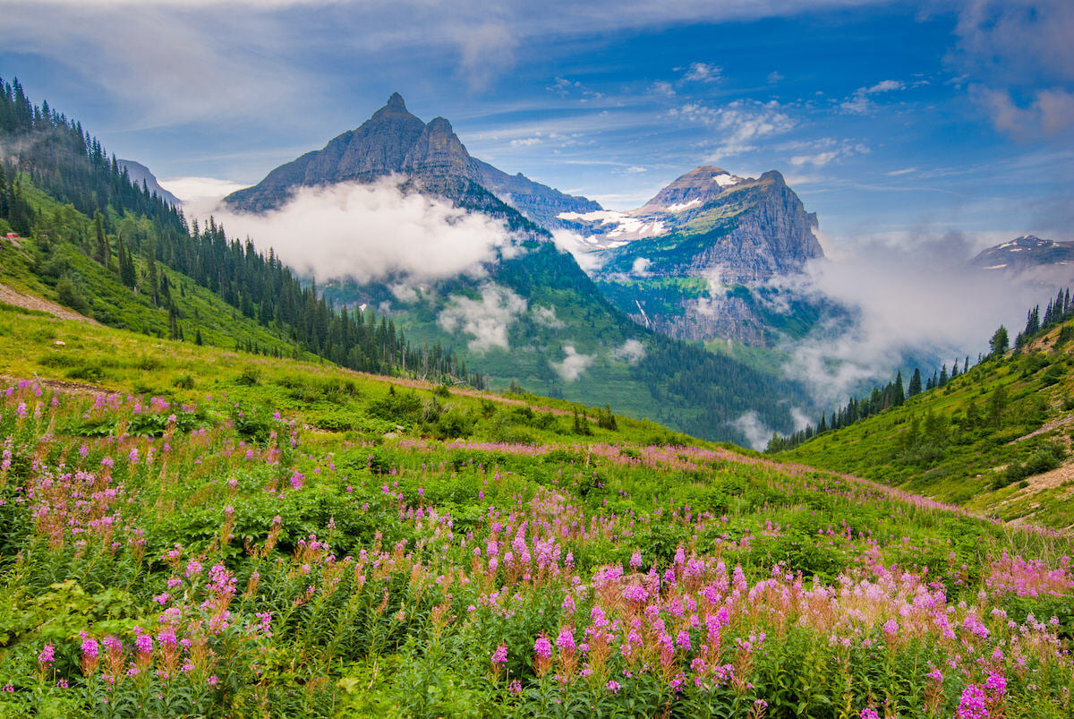 Photo of mountains and wildflowers at Glacier National Park