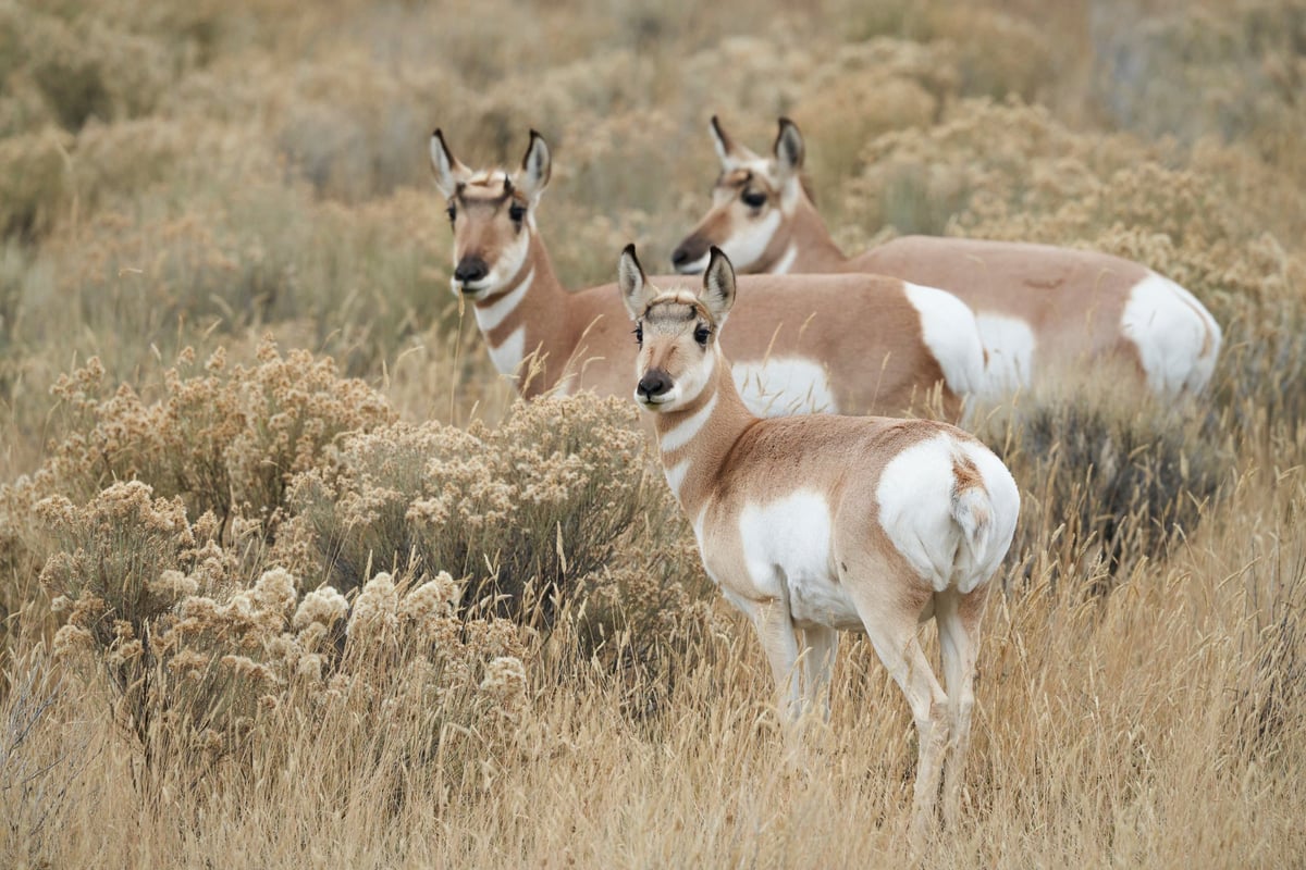 Three pronghorn standing in a bushes in Yellowstone National Park