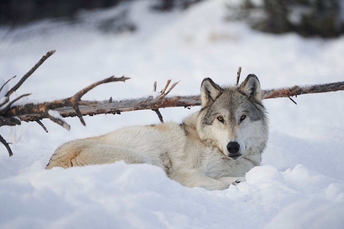 A wolf laying in the snow in Yellowstone National Park