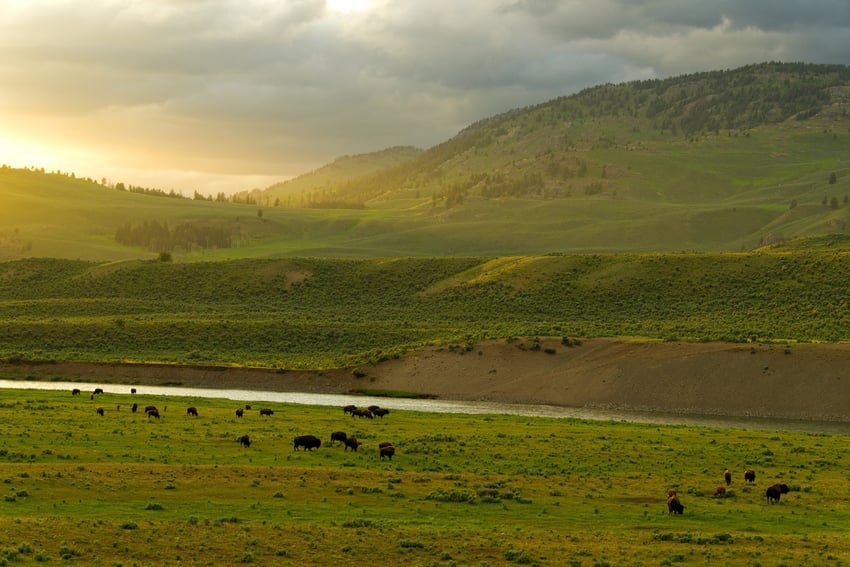 Yellowstone in the summer