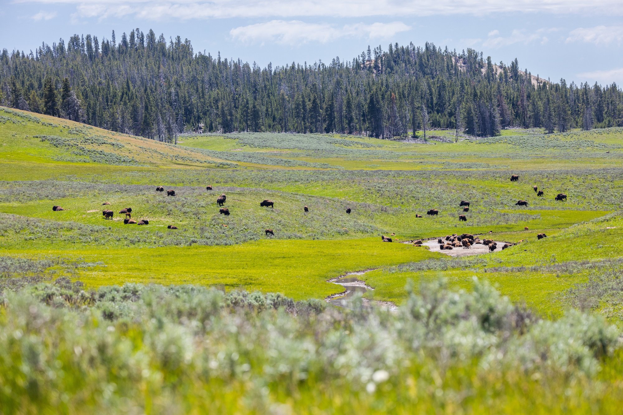 Bison grazing on a grassy meadow in Yellowstone National Park.