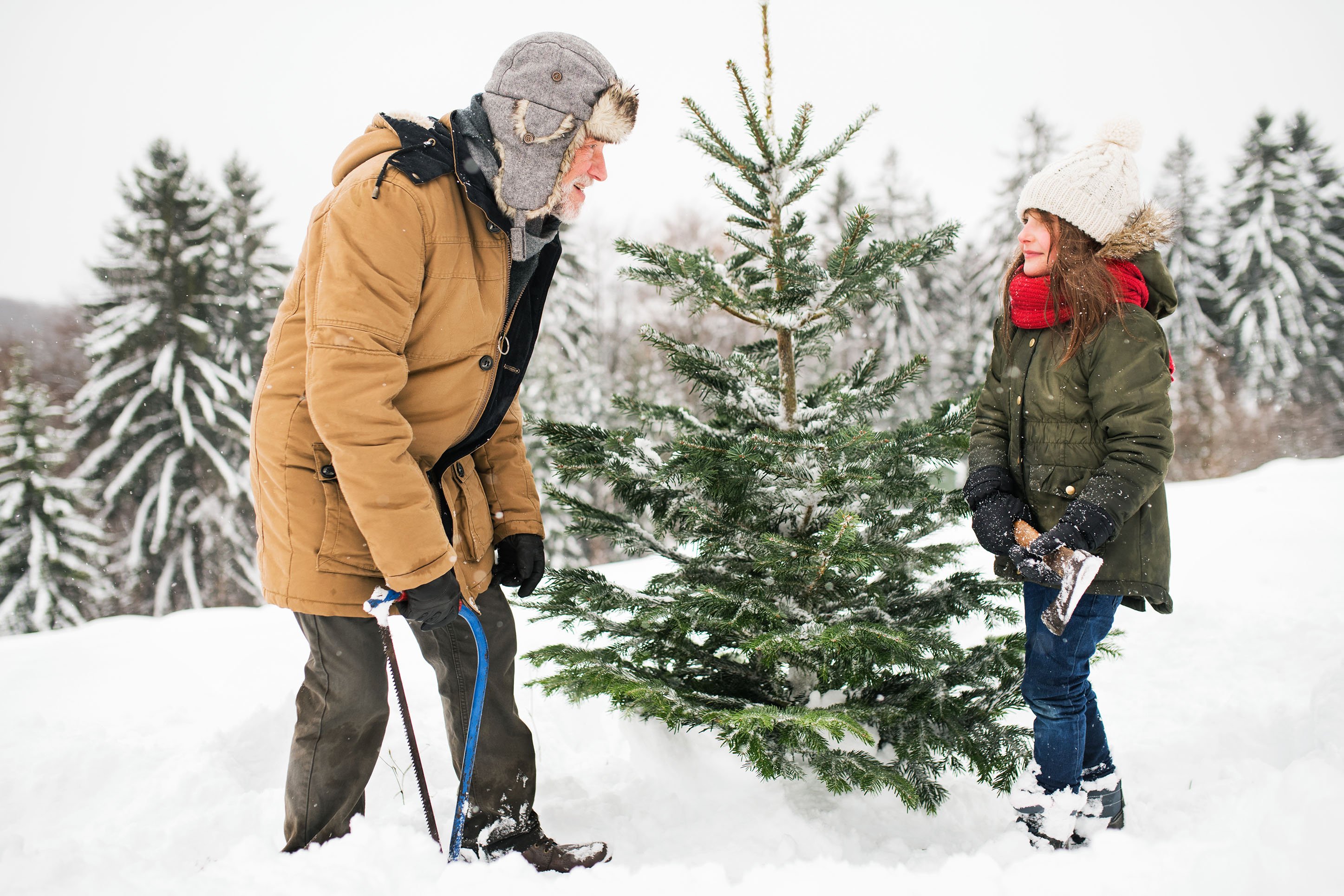 a grandfather and granddaughter cutting a christmas tree in a snowy forest