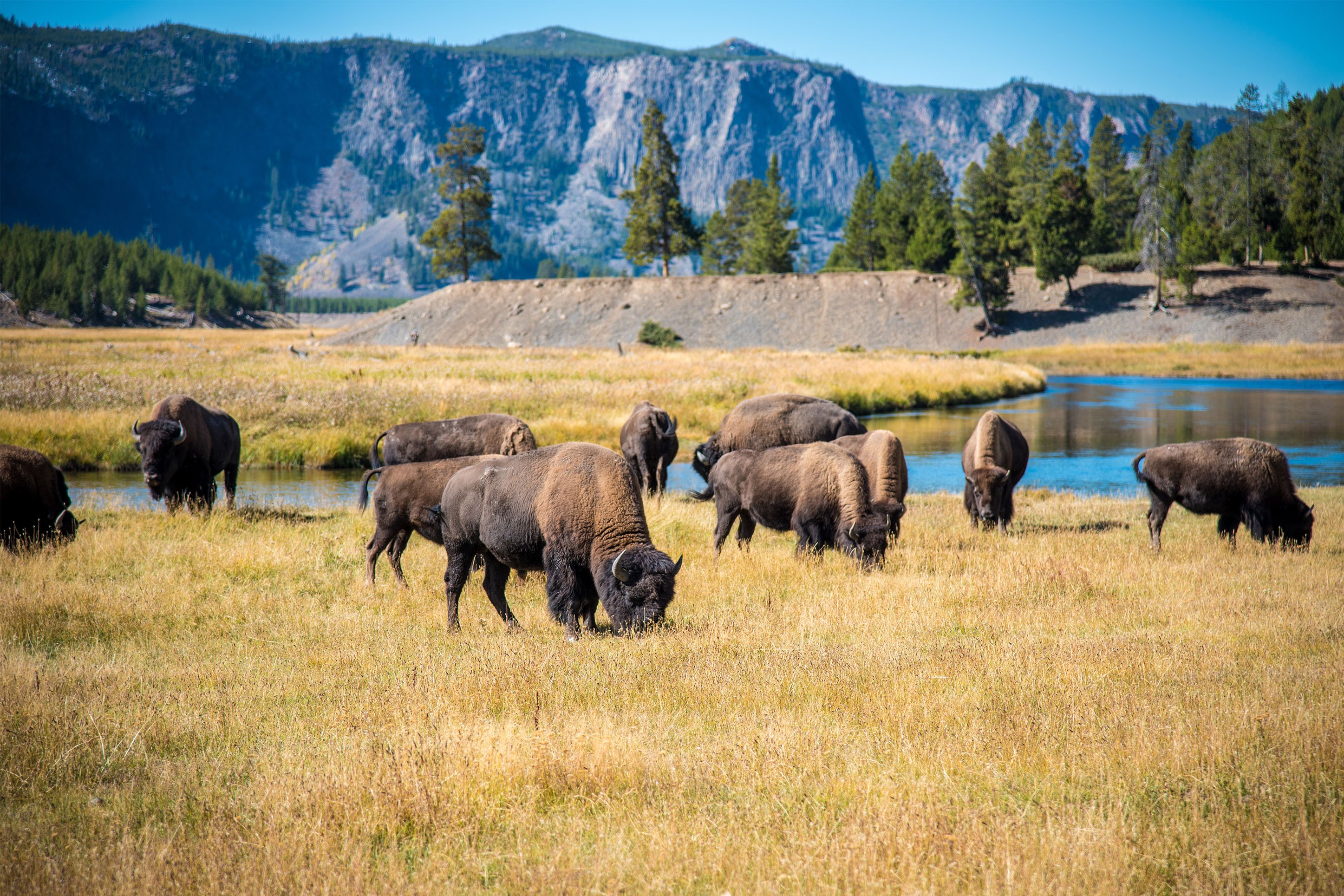 Bison in Yellowstone National Park