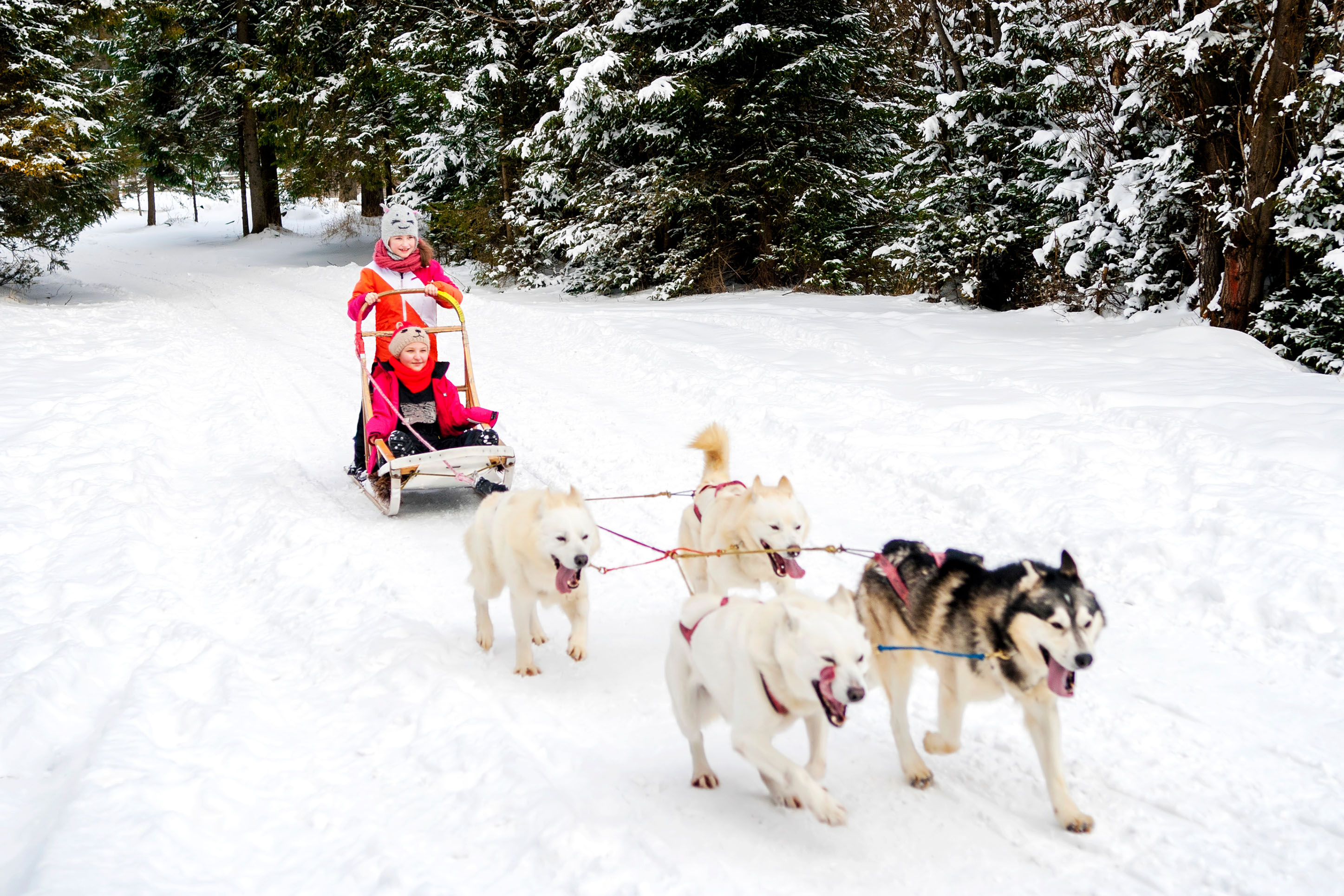 photo of 2 children being pulled by dog sled