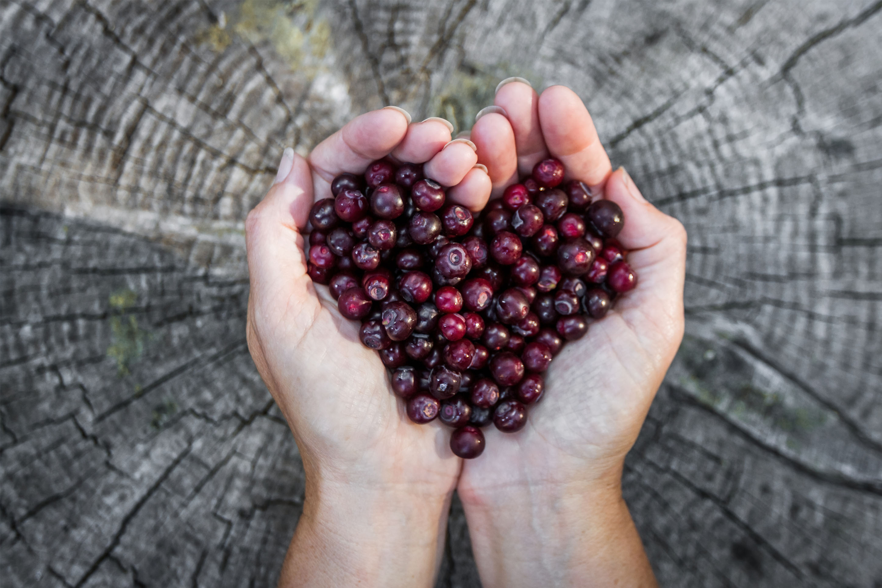 Huckleberries in the shape of a heart. 