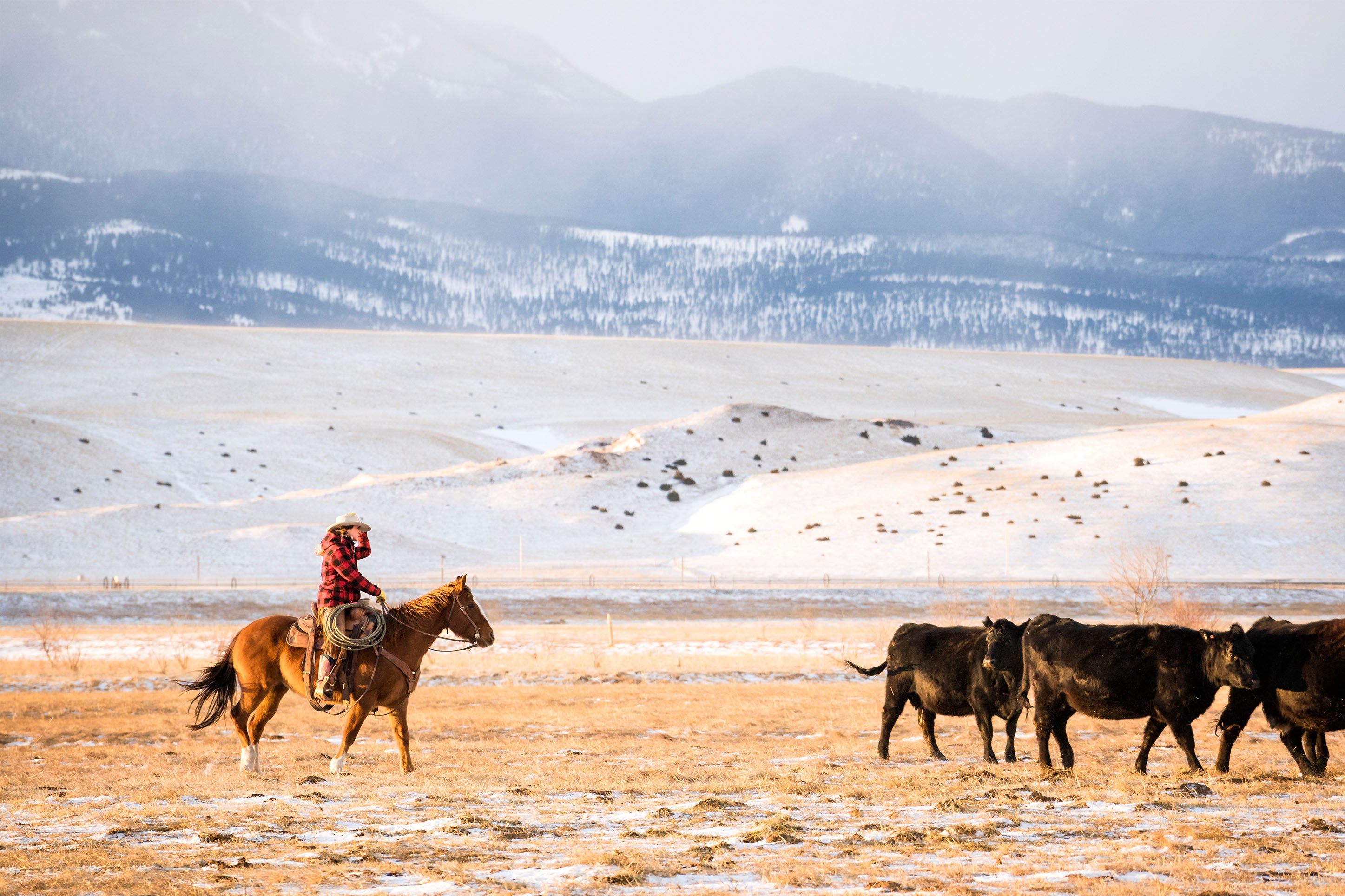 Photo of a cowgirl on a ranch, rustling cattle. 