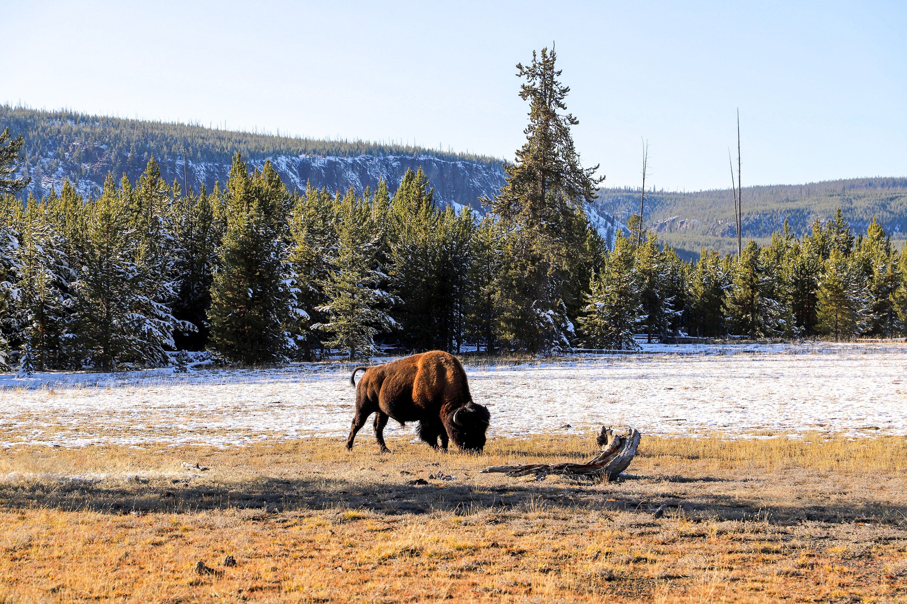 Bison in Yellowstone National Park