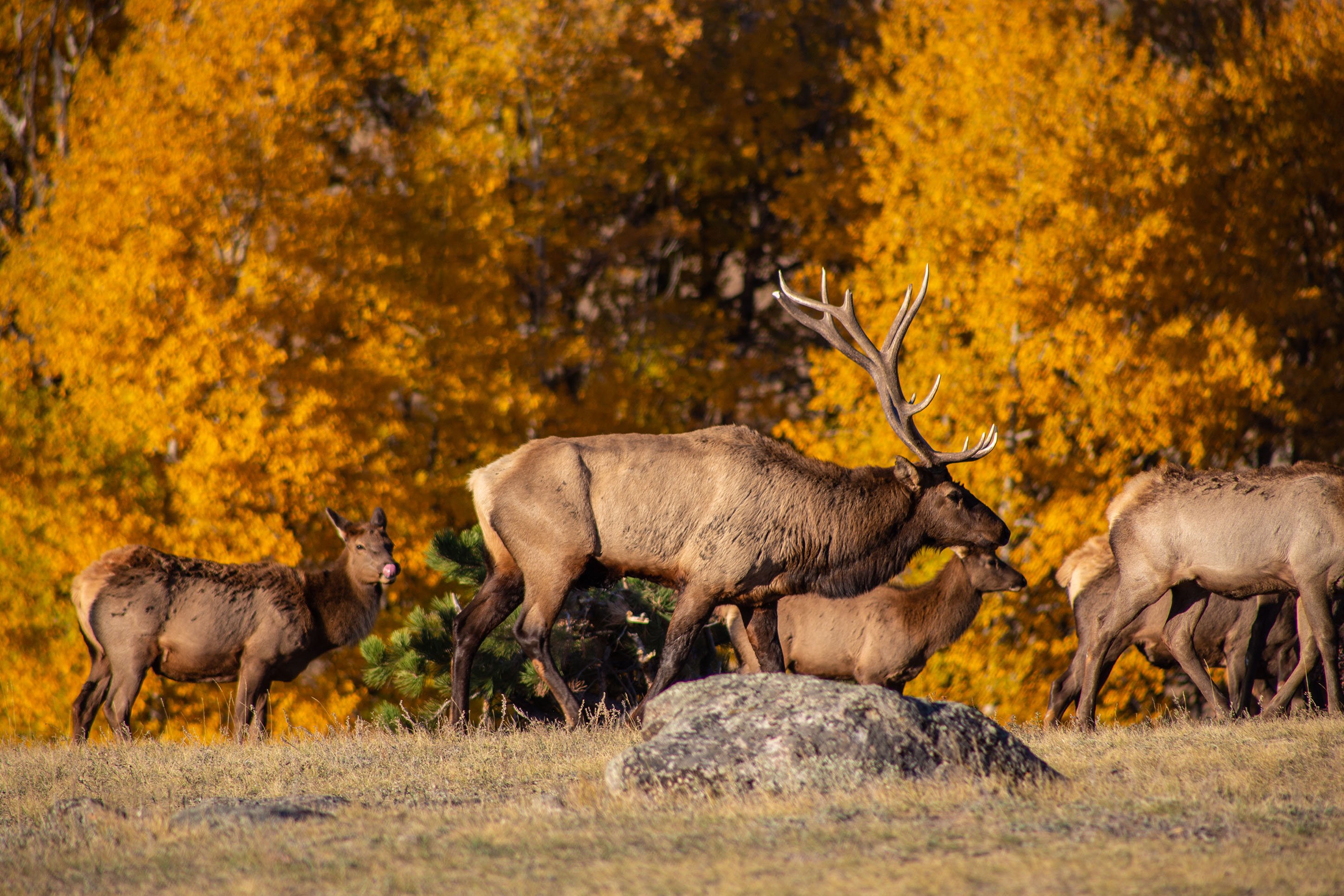 Wildlife watching in Yellowstone National Park