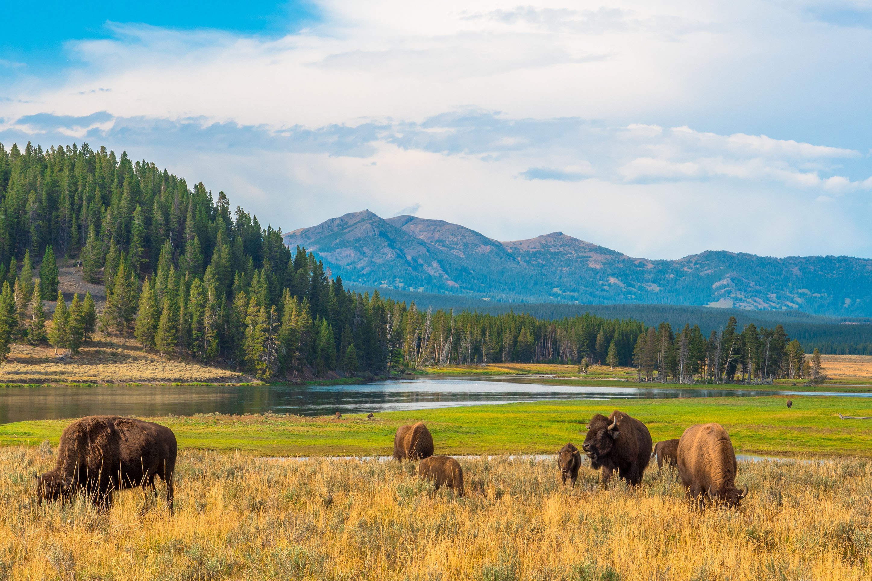 Yellowstone National Park