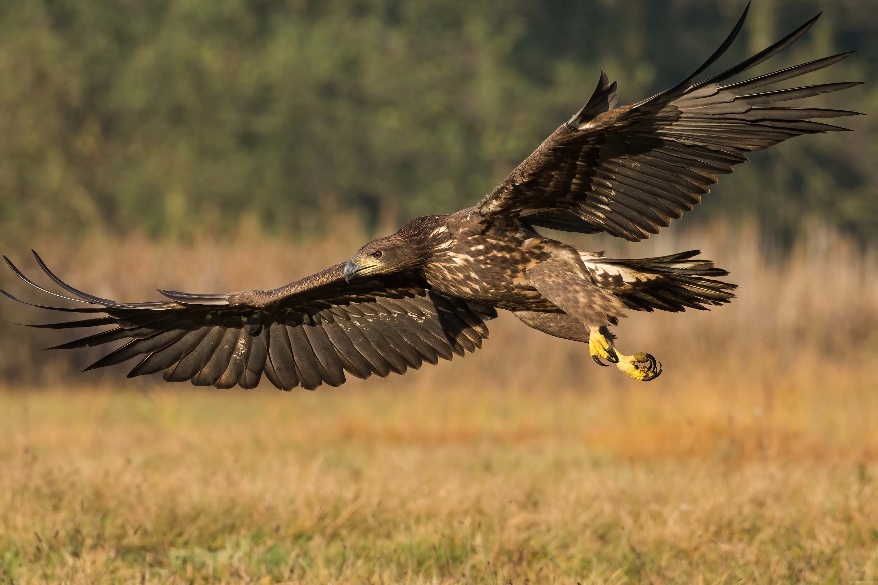 raptor in yellowstone