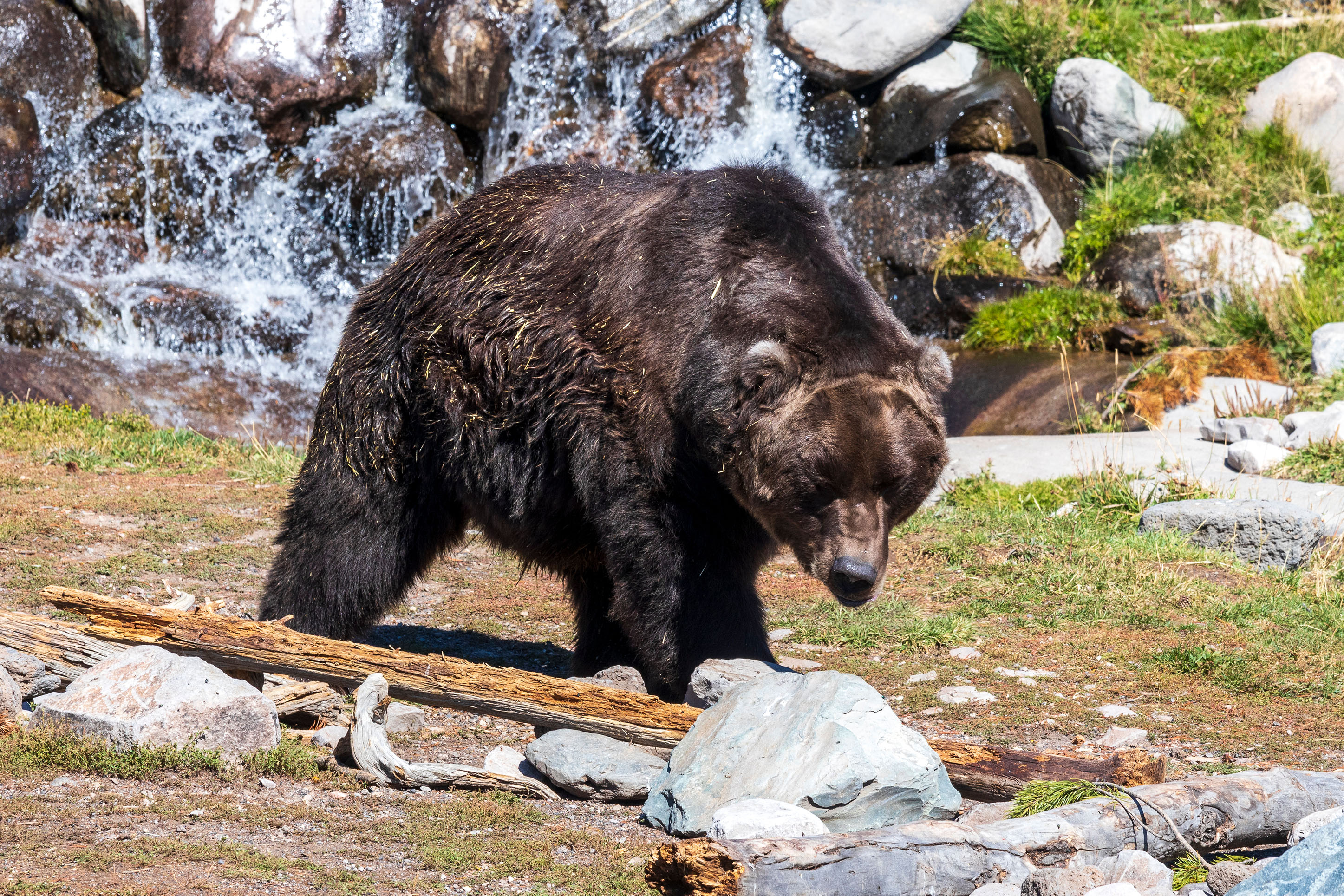 photo of a grizzly bear in a wildlife sanctuary