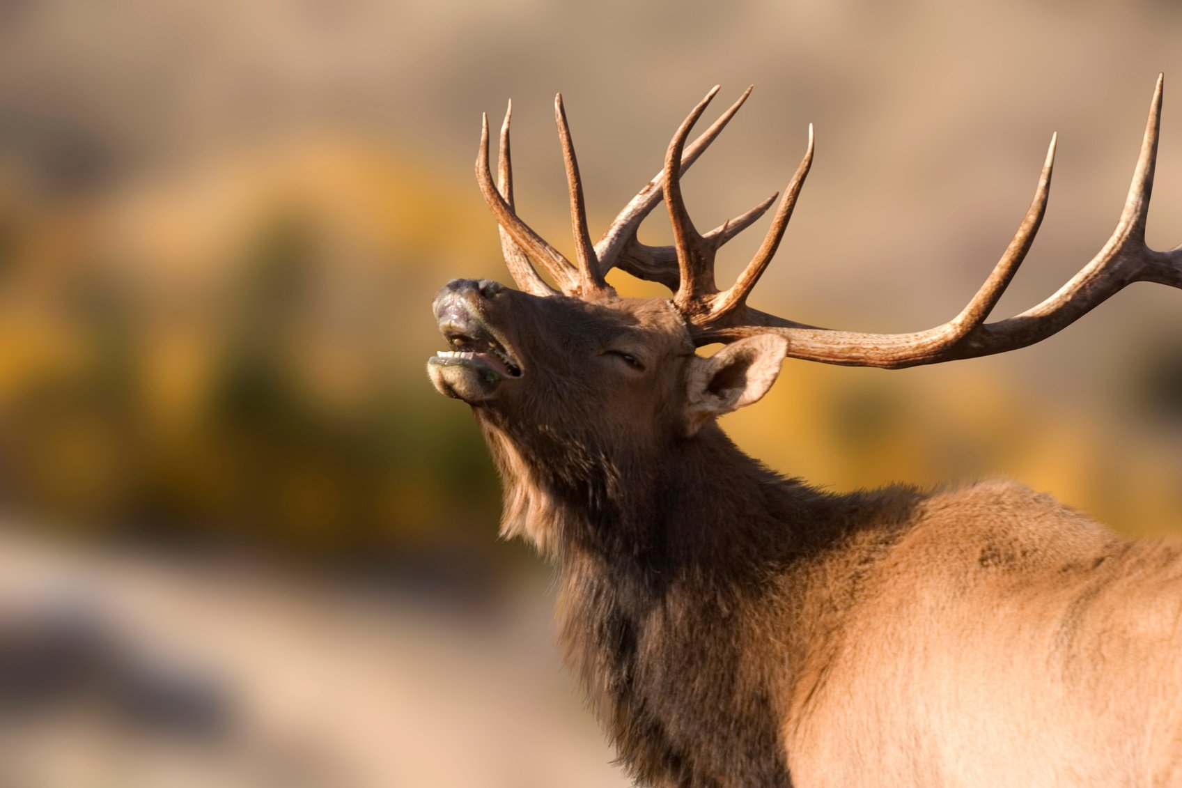 elk bugling during the rut in yellowstone