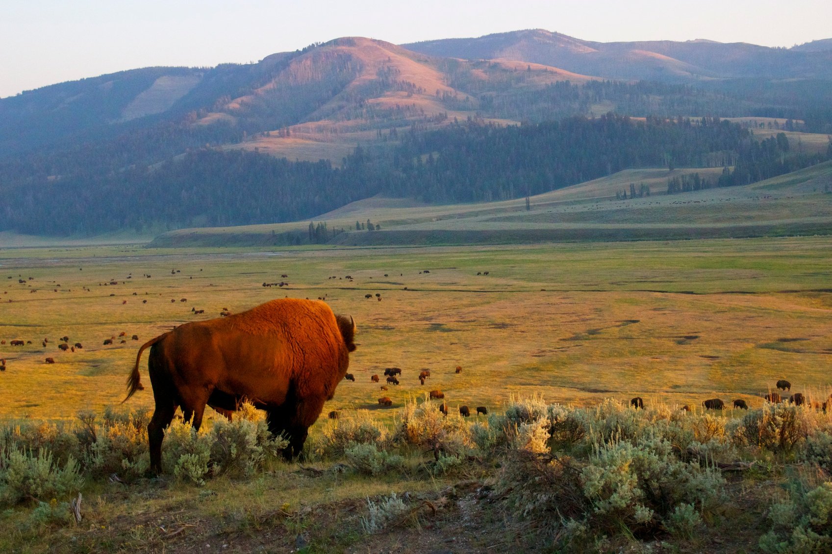 things-to-do-in-yellowstone.jpg