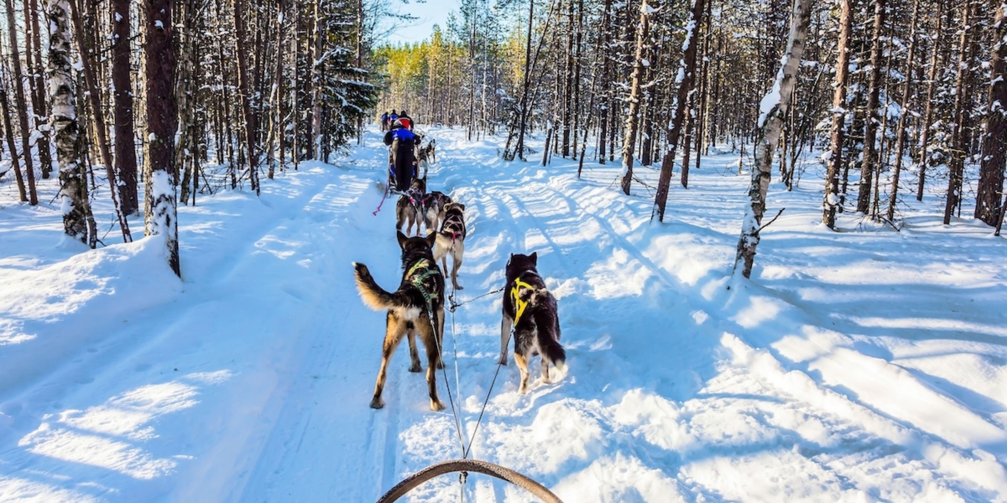Dog sledding in the forest near Bozeman, Montana.