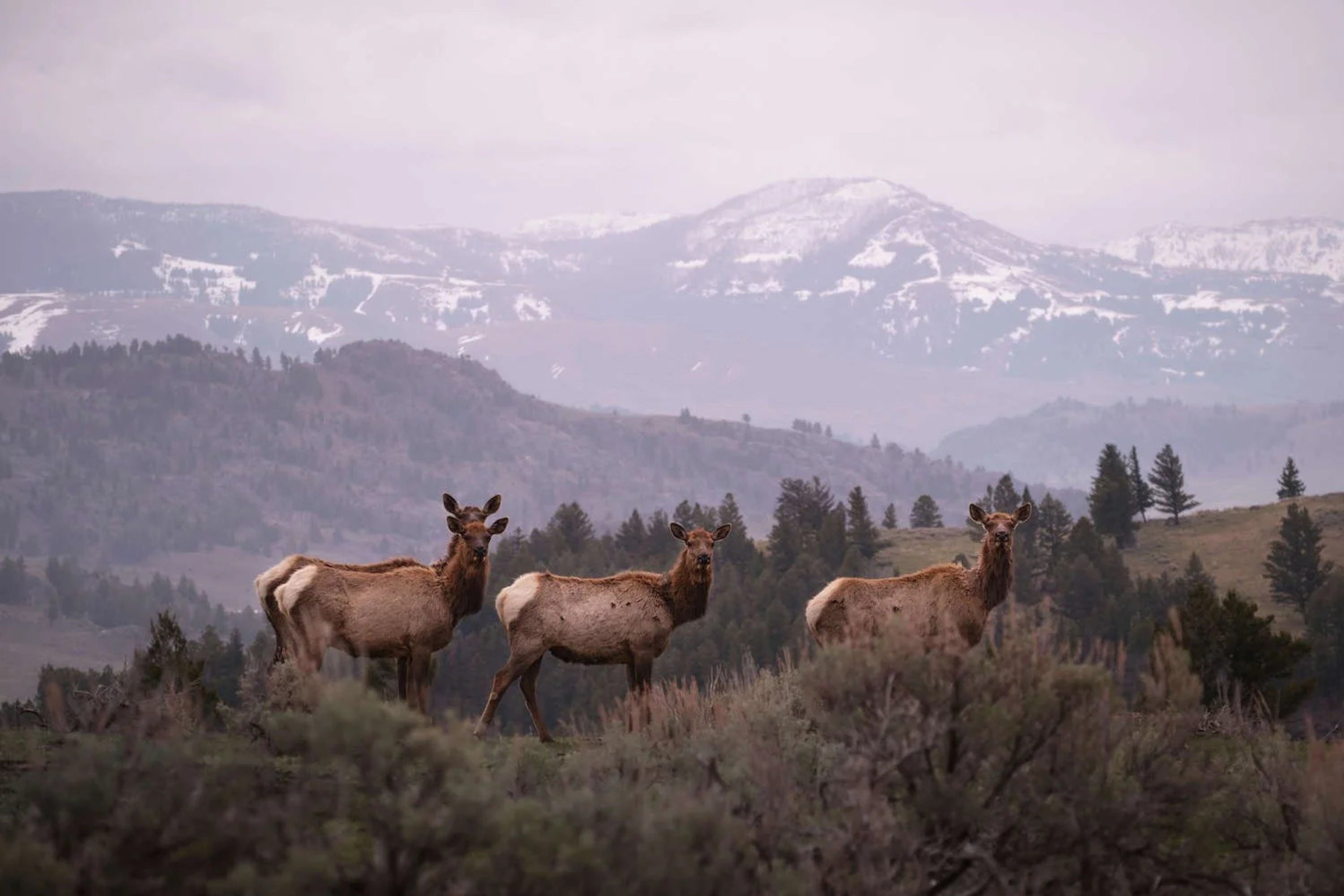 A small herd of elk grazing in Yellowstone National Park with mountains in the background