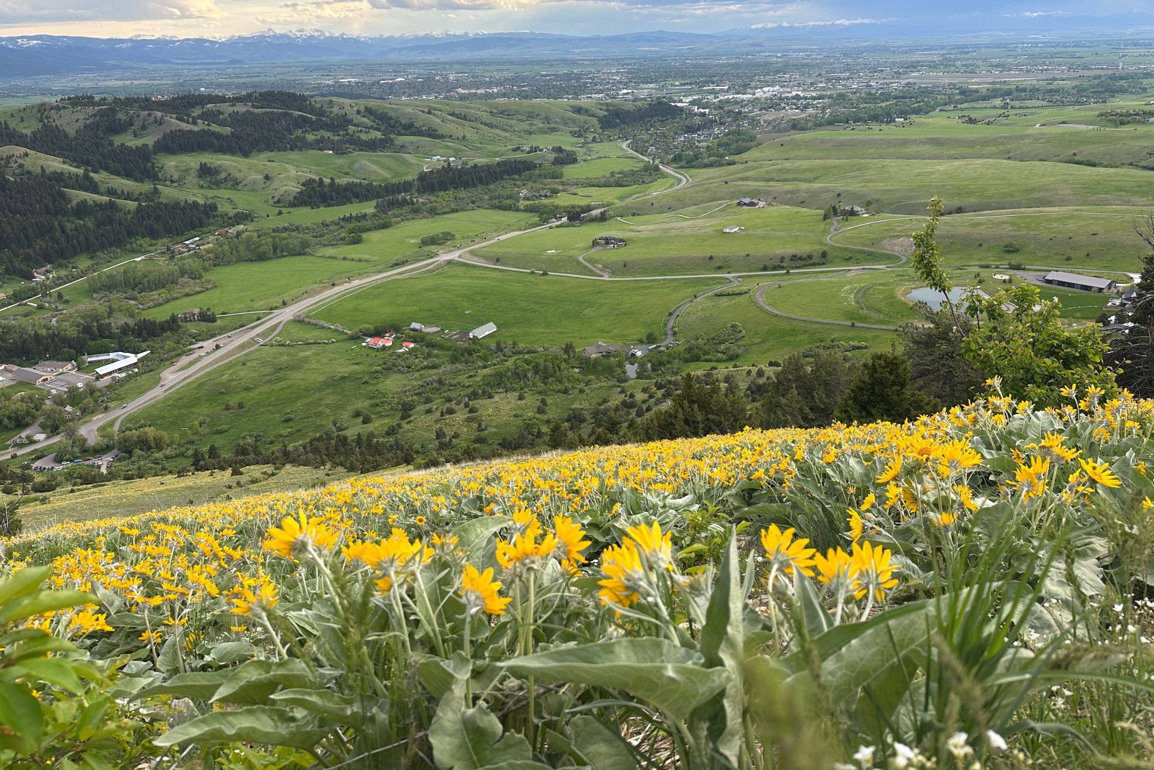 Wildflowers on The M Trail in Bozeman, Montana on a trail overlooking the Gallatin Valley below.