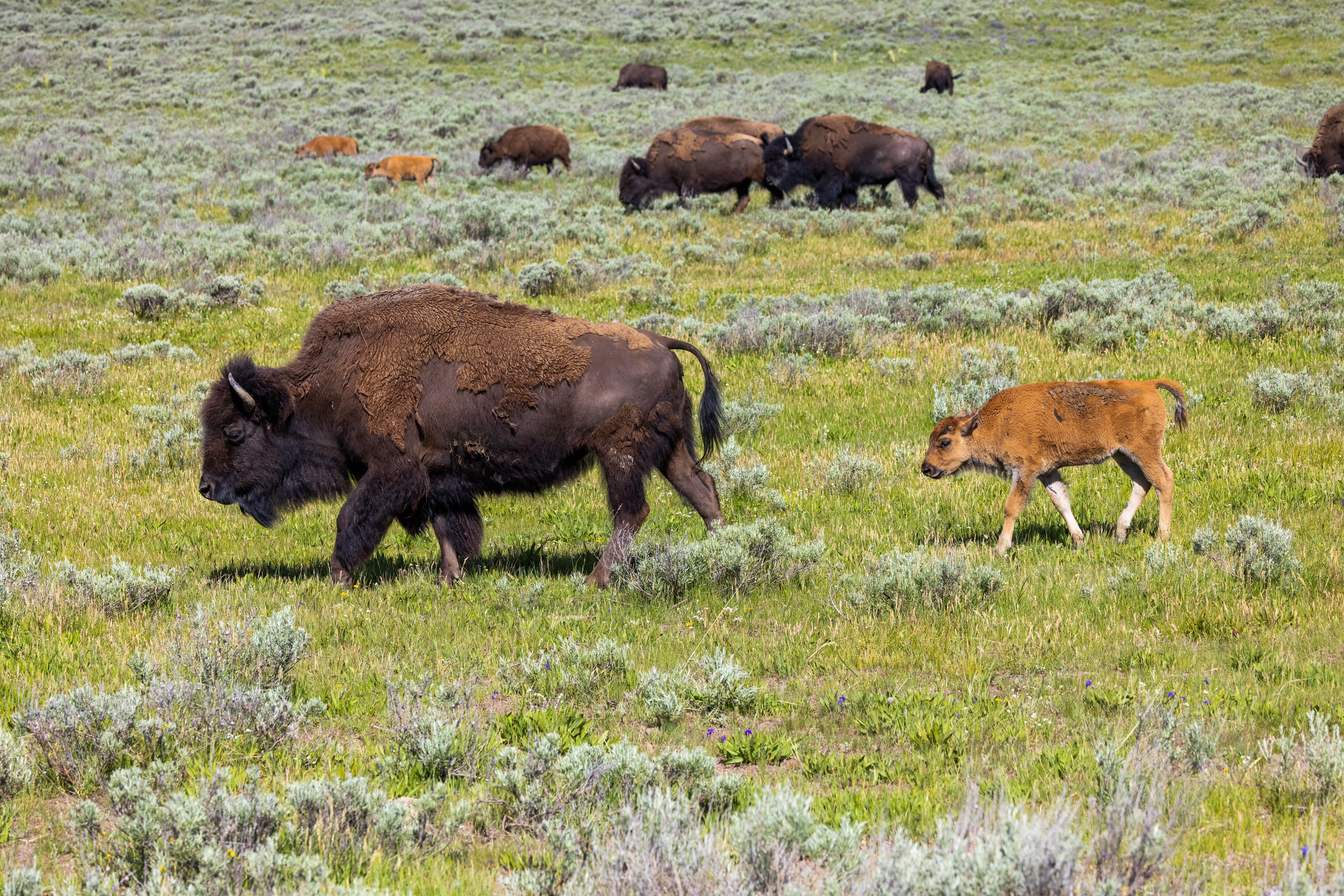 Bison mother and calf (called a red dog) in Yellowstone in spring